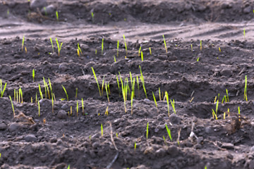 Image showing young grass plants, close-up