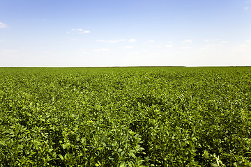 Image showing Agricultural field , grass