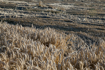 Image showing farm field cereals