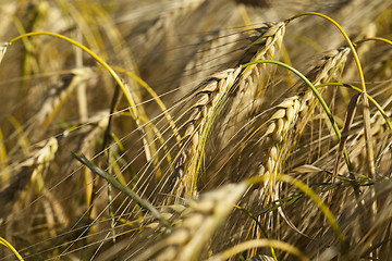 Image showing Field of cereal in the summer