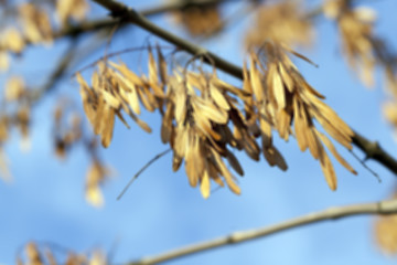 Image showing autumn in the park