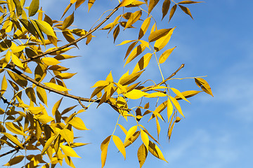 Image showing autumn in the park