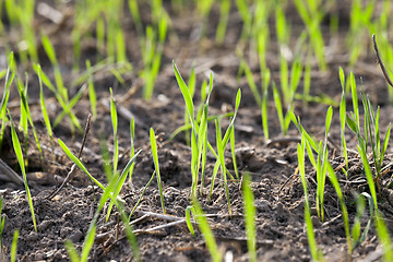 Image showing young grass plants, close-up