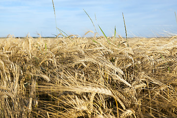 Image showing farm field cereals