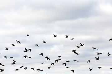 Image showing birds flying in the sky