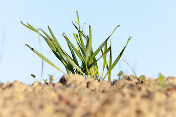 Image showing young grass plants, close-up