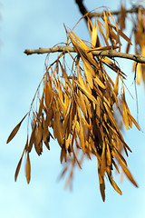 Image showing autumn in the park