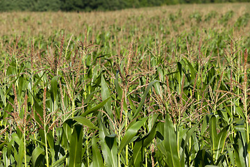 Image showing Corn field, summer time