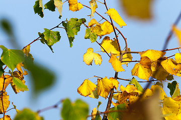 Image showing autumn in the park