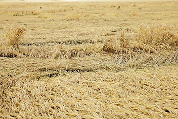 Image showing farm field cereals