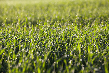 Image showing young grass plants, close-up