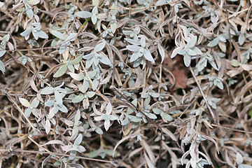 Image showing frozen leaves