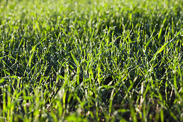 Image showing young grass plants, close-up