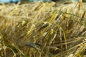 Image showing farm field cereals