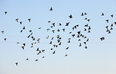 Image showing birds flying in the sky