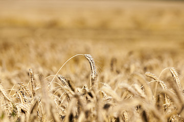 Image showing ripe yellow cereals