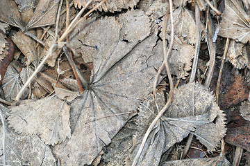 Image showing big frozen leaves