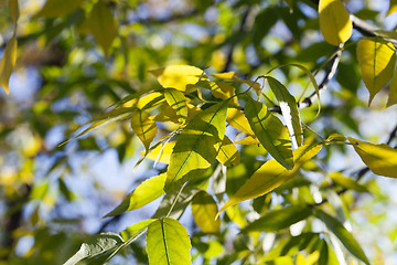 Image showing autumn in the park