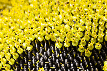 Image showing yellow flower sunflower