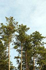 Image showing photographed the tops of pines