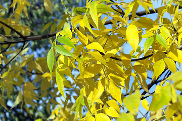 Image showing yellowing leaves on the trees