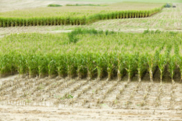 Image showing collection corn crop, close-up