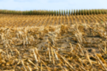 Image showing harvesting corn , defocus