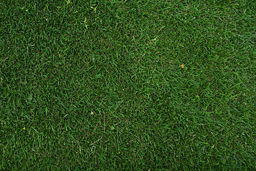 Image showing green grass of home