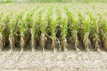 Image showing collection corn crop, close-up