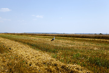 Image showing harvest of cereals