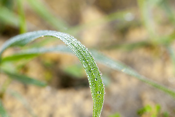 Image showing young grass plants, close-up