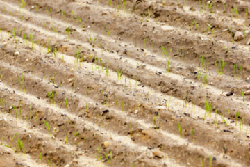 Image showing field with young wheat