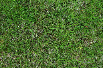 Image showing green grass