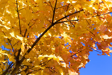 Image showing autumn in the park