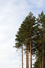 Image showing photographed the tops of pines