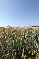 Image showing immature green grass