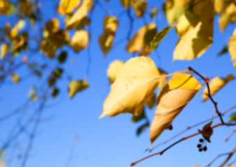 Image showing autumn in the park