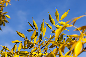 Image showing yellowed maple leaves