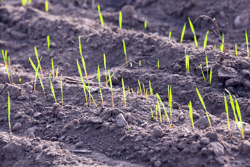 Image showing young grass plants, close-up