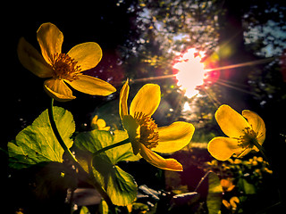 Image showing Caltha palustris