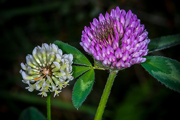 Image showing Clover