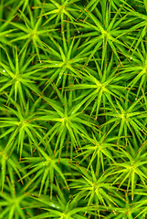 Image showing  Polytrichum commune / Bjørnemose