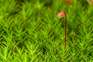 Image showing  Polytrichum commune / Bjørnemose