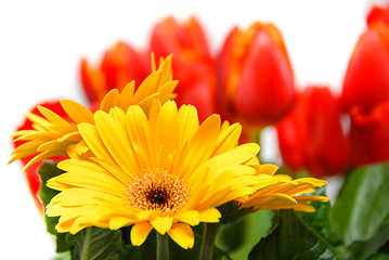 Image showing Gerbera