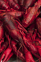 Image showing crayfish