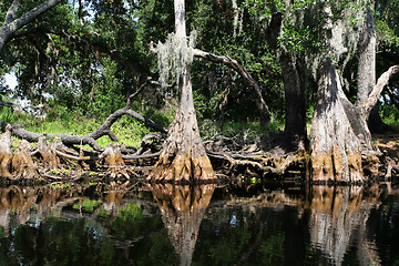 Image showing tropical swamp