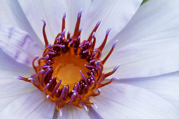 Image showing water lily