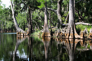 Image showing swamp forest