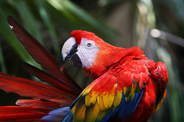 Image showing red parrot