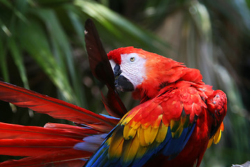 Image showing parrot